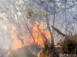Cagar Merapi Ungup-ungup Kebakaran, Wisata Kawah Ijen Ditutup Total
