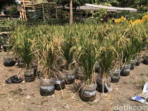 Melihat Suburnya Padi yang Ditanam Pakai Galon Bekas di Wirobrajan Jogja