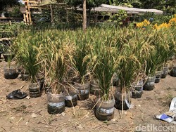 Melihat Suburnya Padi yang Ditanam Pakai Galon Bekas di Wirobrajan Jogja