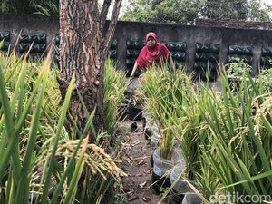 Ternyata Masih Ada Sawah di Tengah Kota Jogja