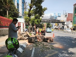 2 Pemotor Tewas Tertimpa Pohon Tumbang di Jalan Pandanaran Semarang