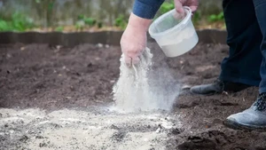 Jangan Heran Lihat Orang Tabur Tepung di Kebun, Ternyata Ini Fungsinya
