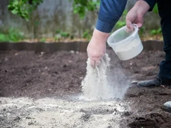 Jangan Heran Lihat Orang Tabur Tepung di Kebun, Ternyata Ini Fungsinya