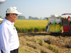 BPS Catat Produksi Beras Naik di Awal 2026, Kementan Jaga Produktivitas