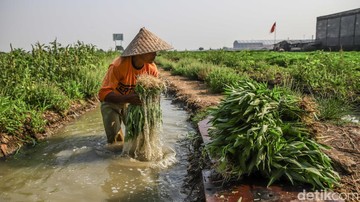 Berita dari Detik Finance: Menjaga Asa dari Ladang Kangkung Rorotan