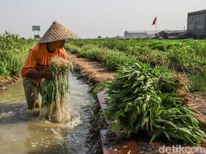 Menjaga Asa dari Ladang Kangkung Rorotan