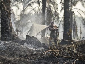Tanah Gambut Susah Padam karena Terbakar dari Dalam, BRIN Kembangkan Sistem Ini