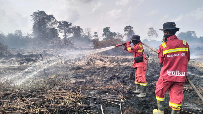 KKI Warsi Sebut Luasan Karhutla di Jambi Capai 10.000 Hektare