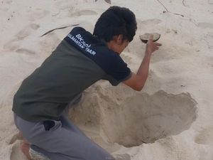 Pasir Pulau Sangalak Kaltim Kering karena Kemarau, Penyu Sulit Bertelur