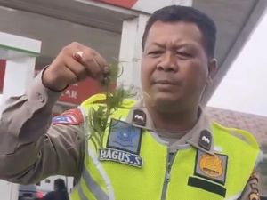Viral Polantas Temukan Ganja di Tas Pria yang Alami Kecelakaan di Karo