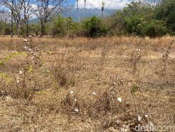 Harga Kapas Anjlok Rp 7 Ribu/Kg, Petani Karangasem Beralih Tanam Jagung