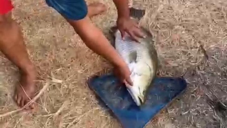 Cirebon Raya Sepekan: Geger Kemunculan Ikan Jumbo