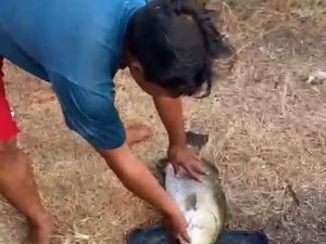Geger Ikan Raksasa Muncul di Kolam Desa Tamansari Indramayu