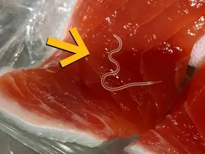 Ngeri! Studi Temukan 96% Tuna Terinfeksi Cacing Parasit