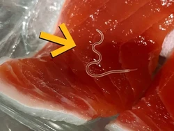 Ngeri! Studi Temukan 96% Tuna Terinfeksi Cacing Parasit