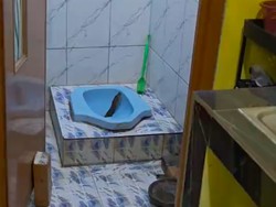 Kaget! Sanca Gede Jasa Tiba-tiba Nongol di Kloset Rumah Warga Tangerang