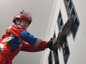 Waspada! Abai Rawat 5 Area Ini Bisa Bikin Ular Datang ke Rumah