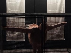 Beyond the Cage, Karya Seni Instalasi Unik Soal Ayam Petelur