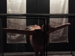 Beyond the Cage, Karya Seni Instalasi Unik Soal Ayam Petelur