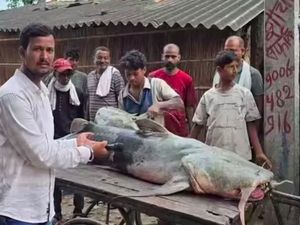 Ikan Alien Muncul Usai Banjir Nepal Menerjang, Warga Dilarang Makan