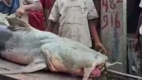 Ikan 'Jejadian' Bermunculan Usai Banjir Nepal, Warga Dilarang Makan