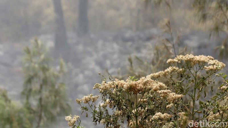 Kondisi Terkini Karhutla Gunung Ijen, Hari Ini Tak Ada Water Bombing