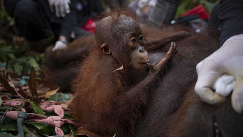 9 Orang Utan Jadi Korban Karhutla Ketapang, yang Terakhir Dievakuasi Ingusan