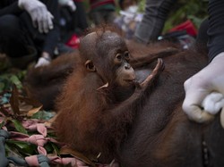 9 Orang Utan Jadi Korban Karhutla Ketapang, yang Terakhir Dievakuasi Ingusan