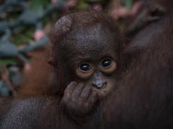 Karhutla Makin Dekat, Induk dan Anak Orang Utan Dievakuasi di Ketapang