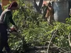 Warga Sidoarjo Bisa Laporkan Pohon Rawan Tumbang, Pengeprasan Gratis!
