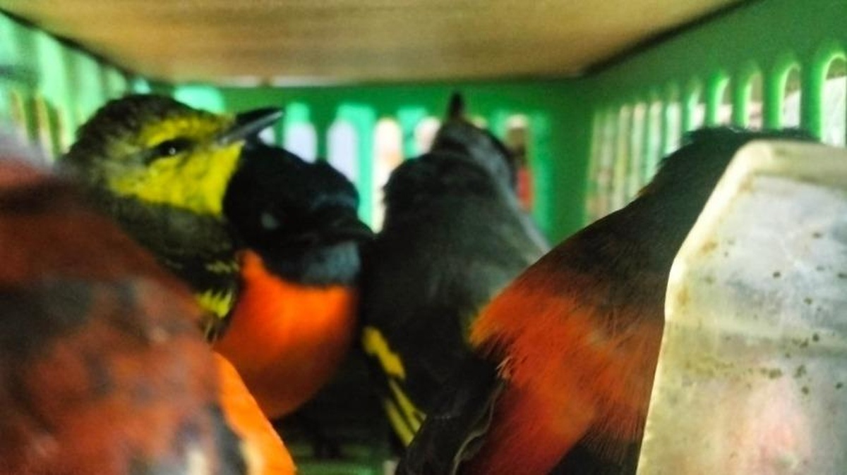 Penyelundupan Ratusan Burung oleh WNA ke Sri Lanka Digagalkan Aparat