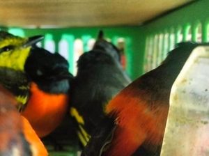 Petugas Gabungan Gagalkan Penyelundupan Ratusan Burung ke Sri Lanka Oleh WNA