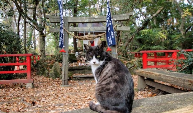 Tashirojima merupakan salah satu rekomendasi destinasi di Asia untuk cat lovers yang ingin melihat kucing berkeliaran bebas di sebuah pulau. Destinasi di Prefektur Miyagi, Jepang, ini juga menawarkan pemandangan laut dan suasana pedesaan yang tenang.