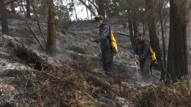 300 Pelaku Wisata Jibaku Padamkan Karhutla Gunung Ijen