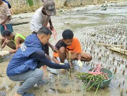 Unhas Tanam 1.500 Mangrove Bersama Warga Kampung Saharey Fakfak