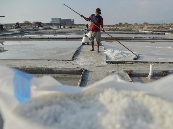 Garam Lokal Dipanen, Target Hentikan Impor Terus Dikejar