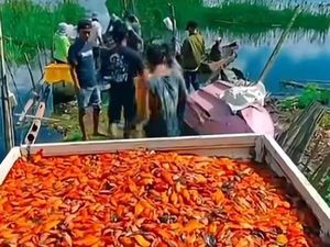 Dianggap Hama, Ikan Setan Merah di Danau Batur Tetap Berharga