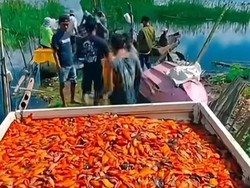 Dianggap Hama, Ikan Setan Merah di Danau Batur Tetap Berharga