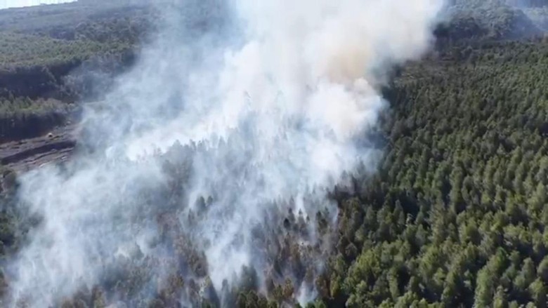 5 Hektare Hutan Pinus di Lereng Gunung Semeru Terbakar