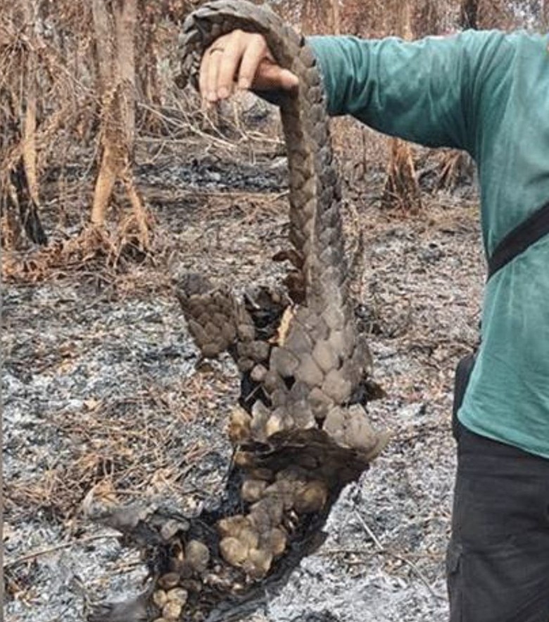Seekor Tenggiling Ditemukan Hangus di Rimba Terantang Hilir