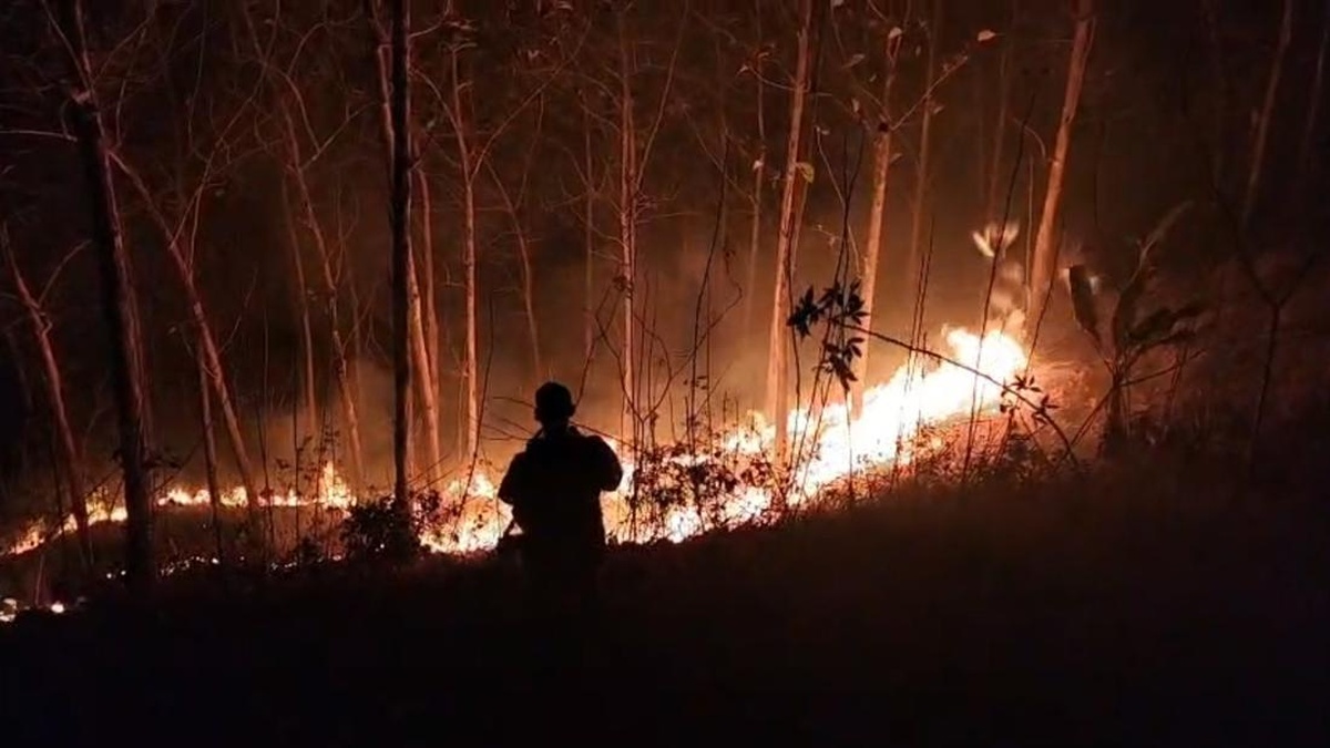 162 Tersangka Karhutla Disikat, Puluhan Korporasi Diselidiki
