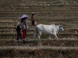Bagaimana Perubahan Iklim-Krisis Pangan Bisa Picu Konflik di Masa Depan?