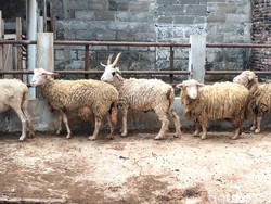 Penampakan Domba Unik Bertanduk 5 di Magelang