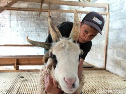 Unik! Ada Domba Bertanduk 5 di Peternakan Magelang