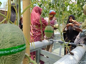 Serunya Petik Melon Premium di Probolinggo, Ada Sweet Net 9-The Blues