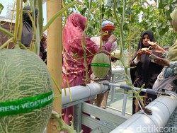 Serunya Petik Melon Premium di Probolinggo, Ada Sweet Net 9-The Blues