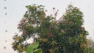 Hujan Guyur Sejumlah Wilayah di Kotim, Warga Harap Kabut Asap Cepat Reda