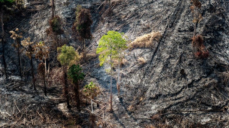 Otorita IKN: Diduga Ada Unsur Kesengajaan dalam Kebakaran di Bukit Tengkorak