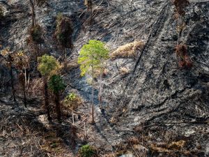 Otorita IKN: Diduga Ada Unsur Kesengajaan dalam Kebakaran di Bukit Tengkorak