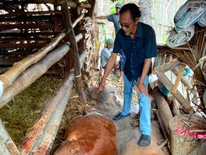Sapi Mati Misterius di Gunungkidul, Polisi Sebut Ada Luka Sayat di Leher
